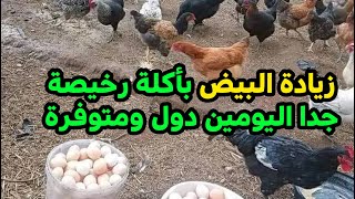 زيادة البيض بأكلة كلها فيتامينات متوفة ودا المسم بتعها ورخيصة جدا والدجاج بيحبها  #طيور_فوق_السطح