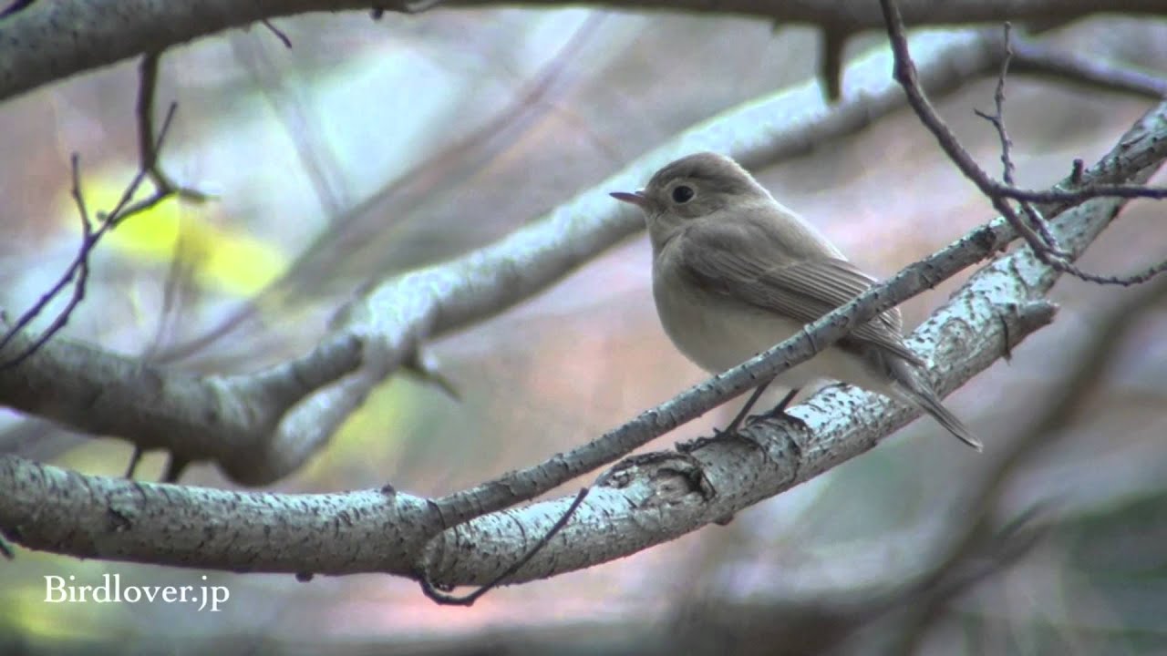 野鳥撮影・ オジロビタキ Red-breasted Flycatcher 