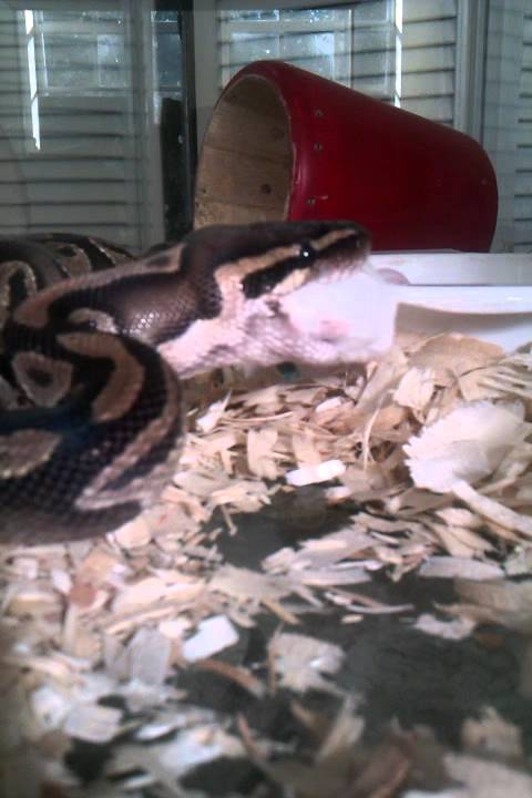 snake eating mouse footage+ girl gets bit by snake - YouTube