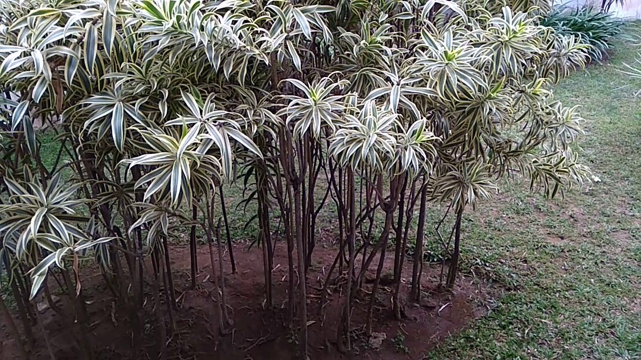 BUNGA LOVE SONG BISA MENYERAP UDARA KOTOR - YouTube