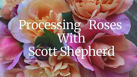 Processing Roses with Scott Shepherd | The Flower ...