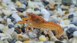 Dwarf crayfish - watch organs move inside the body.