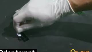 Watch a moth drive a robot car