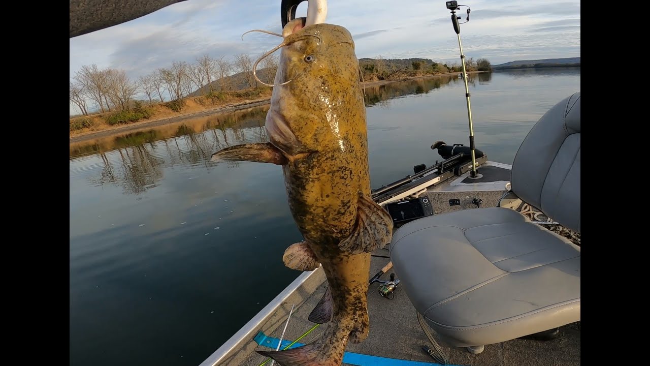 Fall Flathead Catfishing with my Son Back at My Favorite Spot on the Tennessee River.