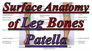 Surface Anatomy of Bones (2/3) || Lower Limb || كلية الطب - مادة التشريح || (M1---) || [10]