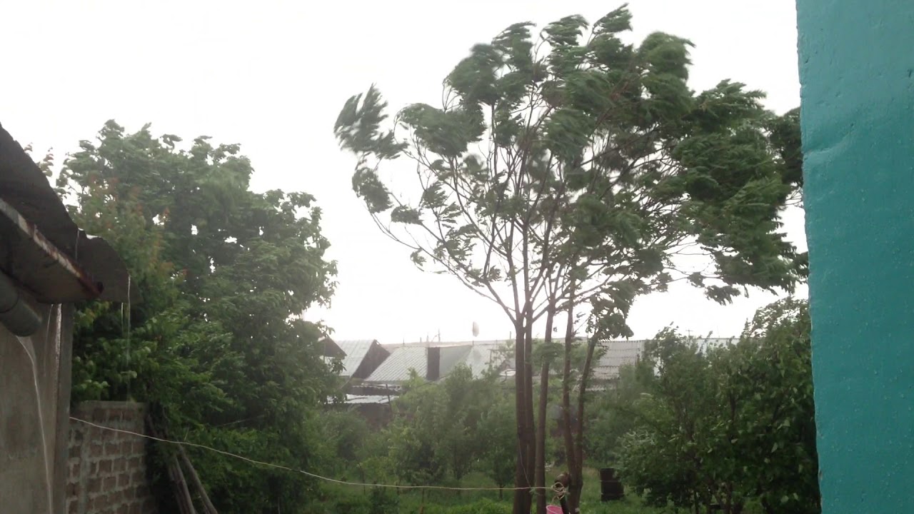 сильный ветер вырвал с корнем огромное дерево Ерева?н - YouTube