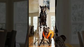 🤣When You Hire Electrician From OLX 😁#shortvideo #funny #ai #comedy #viralvideo #cartoon #aidog #dog