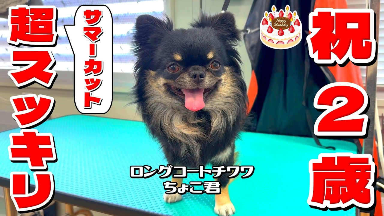 サマーカットで超スッキリ！ロングコートチワワ・ちょこ君もうすぐ2歳