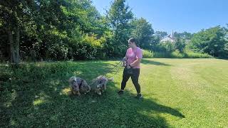 Maple & Moose the Bernedoodles | Week 2 Board & Train | Recall, Leave It & Working Together