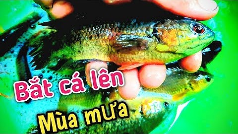 Bắt Cá Rô, Cá Lóc lên bờ mùa mưa || Fishing perch, snakehead in the rainy season