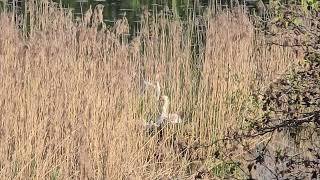 2026-04-18 RIBNIKI V DOLINI DRAGE ANSERIFORMES Cygnus olor LABOD GRBEC