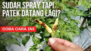 cara mengatasi patek pada cabe | antraknosa | petani pemula