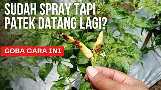 How to deal with anthracnose on chili peppers | anthracnose | beginner farmers