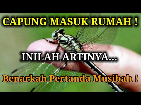 Video: Apa yang perlu dilakukan jika jerung mengelilingi anda?