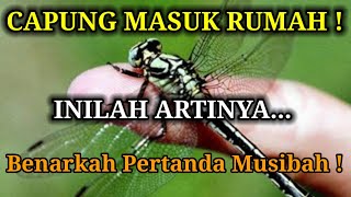 ARTI CAPUNG MASUK RUMAH PADA SIANG HARI DAN MALAM HARI, ARTI PERTANDA CAPUNG MASUK RUMAH