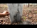 155 Year Old History Hidden In Woods | Youngest Soldier in the Civil War?!?