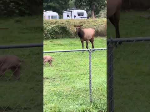 Sarahbrown810 I Don T Know What This Was Dog Doglover 