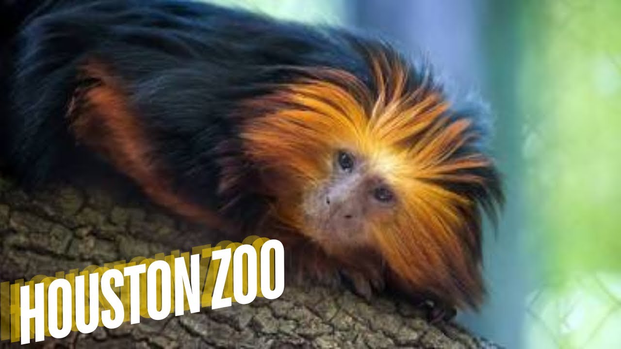 Houston Zoo with Happy Monkeys, Birds, and Dinosaurs @houstonzoo 