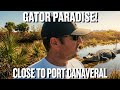 Cruising from Port Canaveral? Don’t Miss Black Point Wildlife Drive &amp; Its Gators!