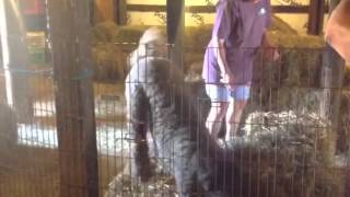 Niko, the brown standard Poodle doing barn Hunt