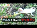 ヤマカガシ、カエルを捕食する【毒蛇/snake】