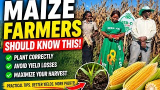 The Real Reasons Maize Farmers Fail — And How to Avoid Them @Profitinzim @seedcozim 