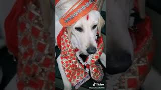Funny Dogs