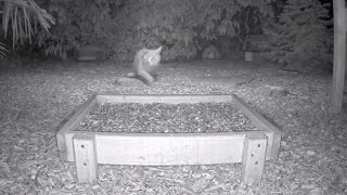 Cat vs Mouse *Night vision* (Recke, Germany)