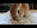 うさぎのモキュ様ともあろうものが　拾い食い。
