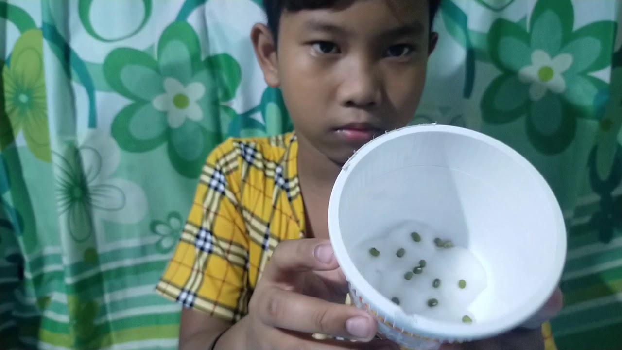 Monggo Seeds Germination using cotton balls YouTube