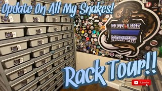 Entire Ball Python Rack Tour! || An Update On All Our Snakes!