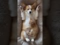 Corgi stretches while sleeping with cat…#slowmotionpaw #trapwatch #shortclip #cat  #animalshorts
