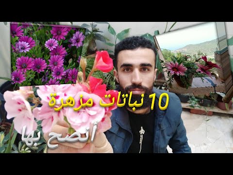 زراعة الزهور الصيفية
