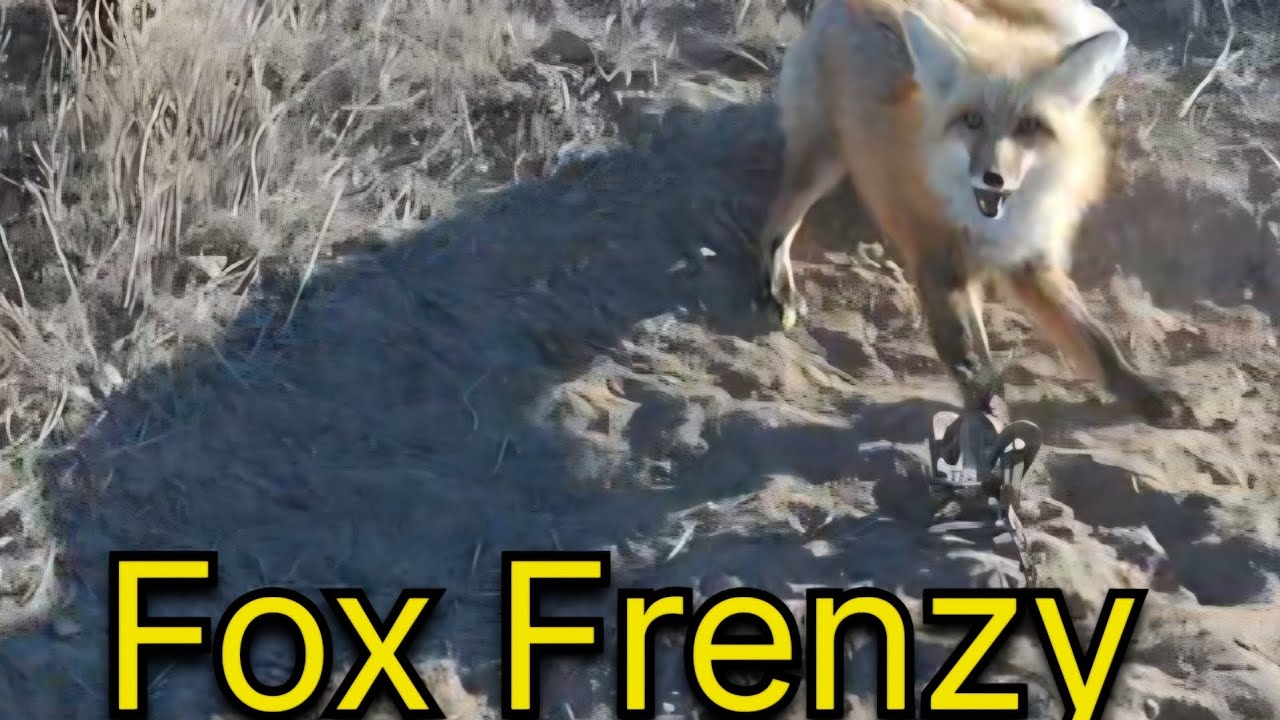 Отлов лис в январе 2026 года.