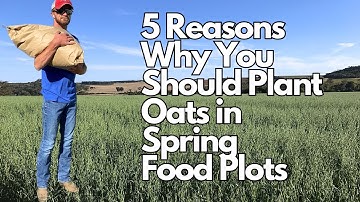 5 Reasons Why You Should Plant Oats in Spring Food Plots