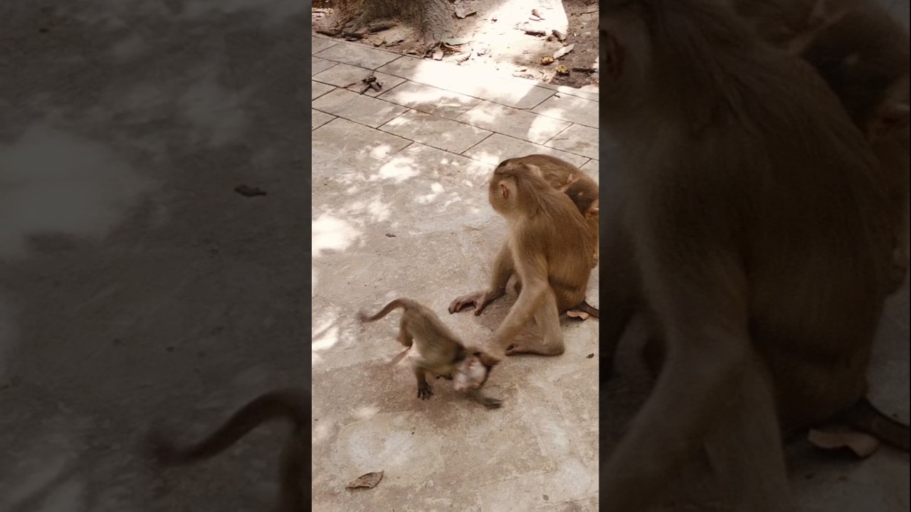 pigtail monkey 🐒🐵 shaking baby monkey Long tail head 