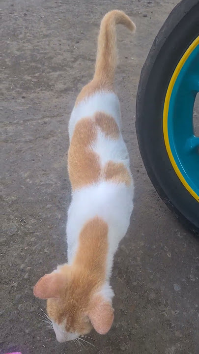 pas mau jumatan ketemu kucing minta makan di halaman masjid #cat #kucing #kucinglucu