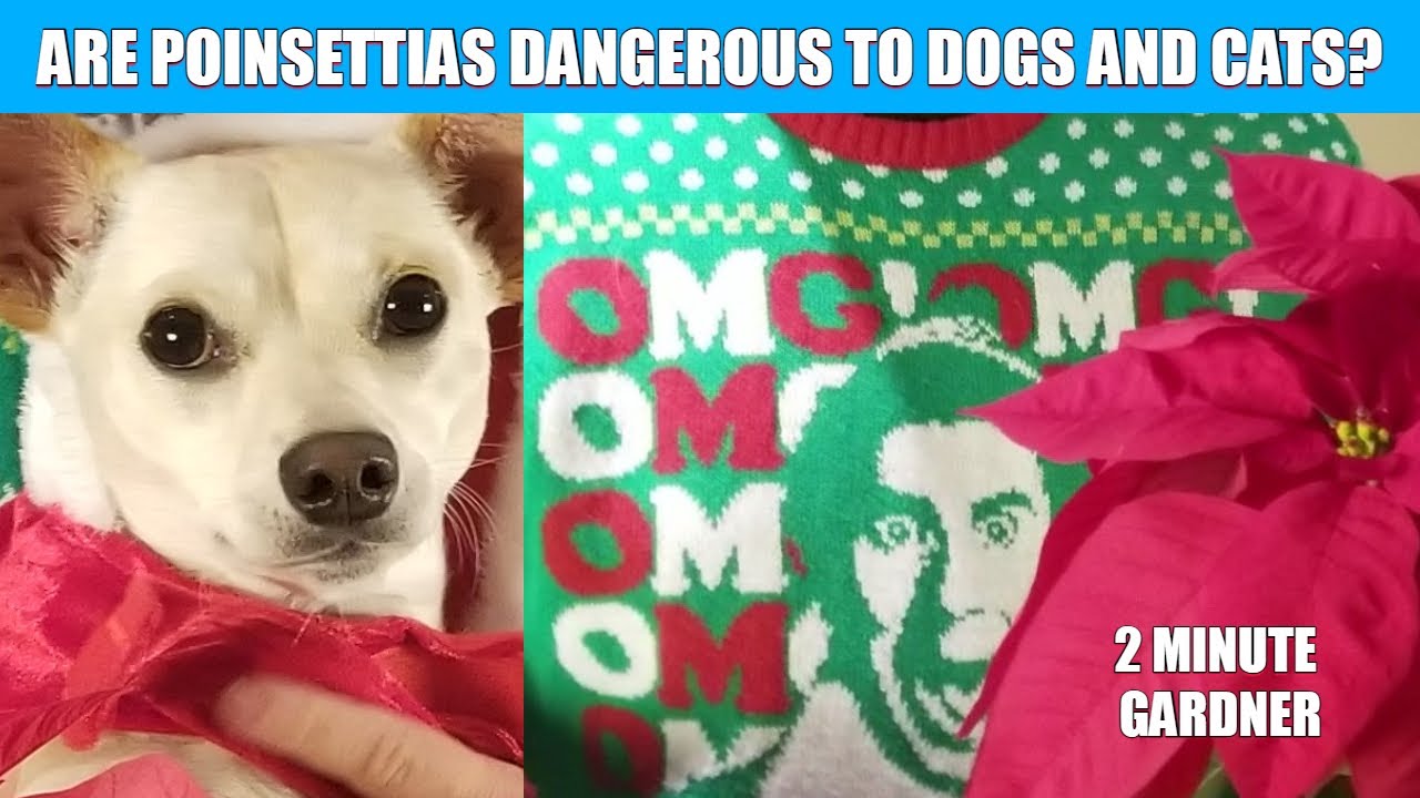 how-dangerous-are-poinsettias-to-dogs-and-cats-youtube