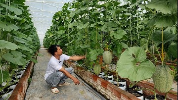 Mô Hình Trồng Dưa Nhà lưới Ấp 9 Xã lương Tâm,Long Mỹ Hậu Giang/ Cùng Tham Quan với  Định YouTube .