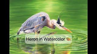 Watercolor Painting A Realistic Great Blue Heron - Timelapse Process