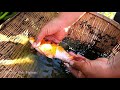 TOP11 Videos Fishing Catching and Hunting Fish 2021| Best Amazing Videos Fishing| Net Fishing