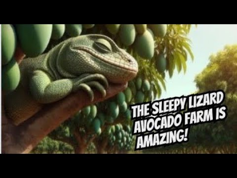 Florida Avocado Farm Tour In South Florida