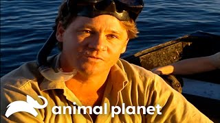 Steve Irwin’s JawDropping Encounter With Tiger Sharks | Crocodile Hunter | Animal Planet