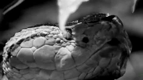 Vipers Nest Official Video (2015)