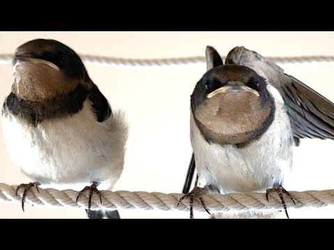 保護ツバメさん ちょっかい出したら怒られた2023/6/21 - YouTube