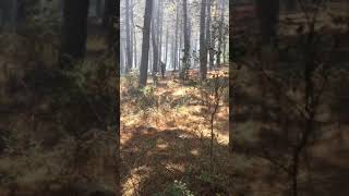 Aydos Orman Yangını