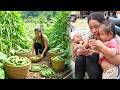 550kg+ fresh cucumbers harvesting process – Lucky market sale with my kids Nhi & Khoi