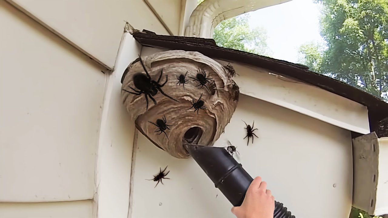 why did I knock down the SPIDER nest... YouTube