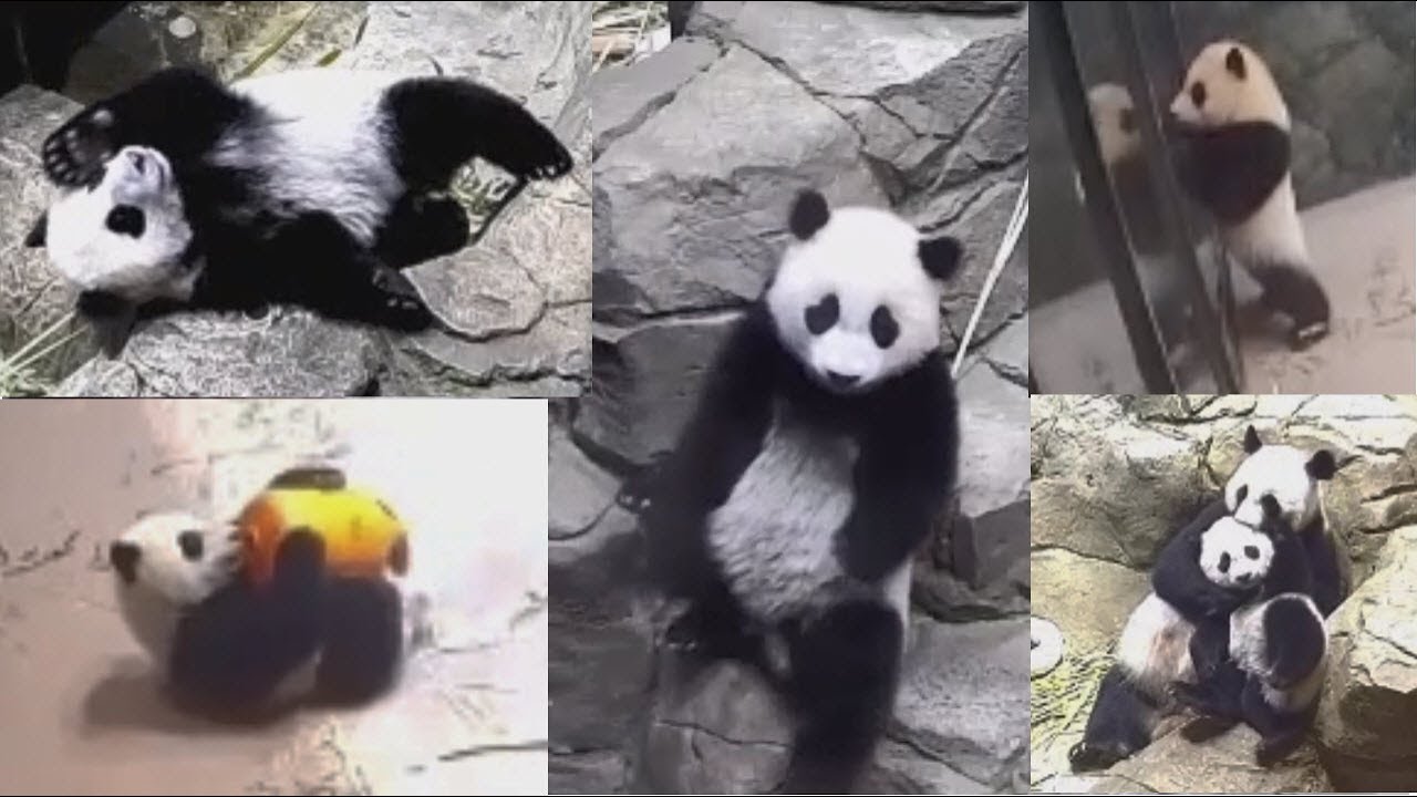 2021-05-14 Xiao Qi Ji ~ My Momma Told Me