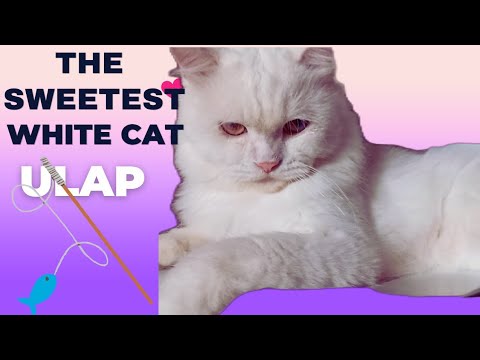The Sweetest White Cat 🥰 #cat #catlove #catvideos
